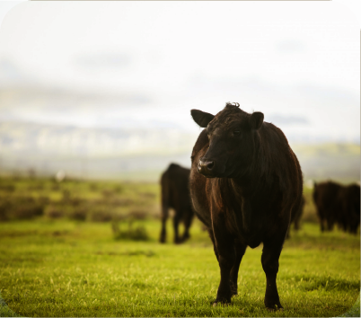 COMMITTED TO SUSTAINABILITY AND ANIMAL WELFARE