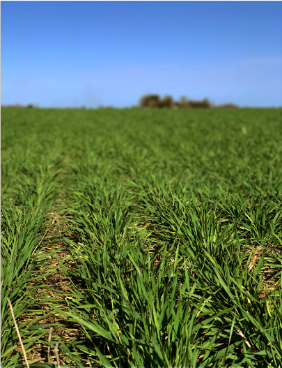 EXCELLENT NATURAL PASTURES AND FORAGE PRODUCTION